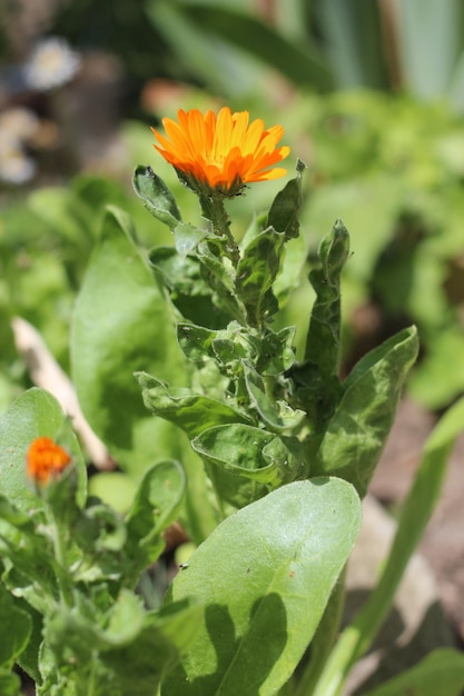 Insect pests on calendula flower aphids on garden plants