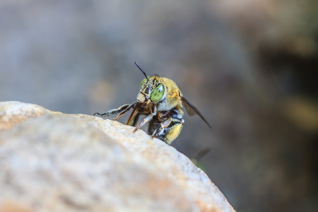 Insect on stone