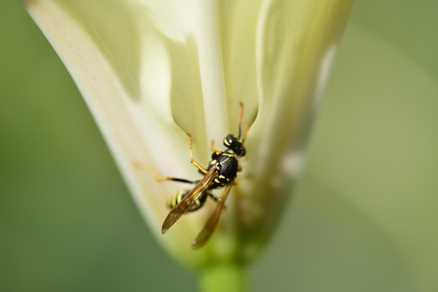 An insect on sweet nectar on a delicate white lily flower