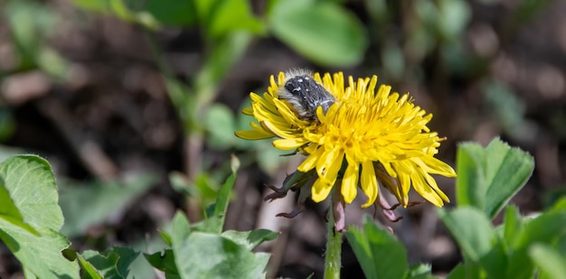 Insect tropinota hirta on a yellow dandelion flower Tropinota hirta Hairy bronze beetle Family scarabaeidae Insect parasite Yellow dandelion flower Animals in the wild Animal beetle