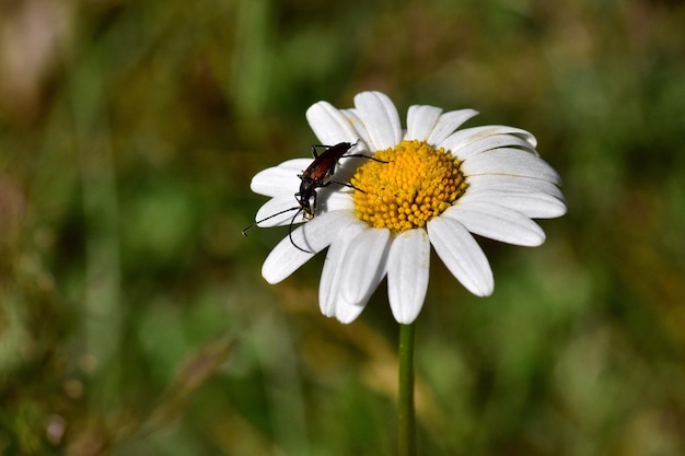 Insect on white flower