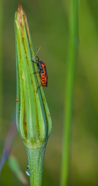 insect in the wild grass sun summer day