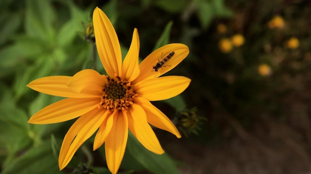 Insect on yellow flower