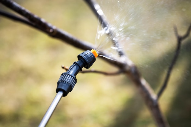 Insecticide sprinkling on tree twigs in spring garden Gardening agriculture concept