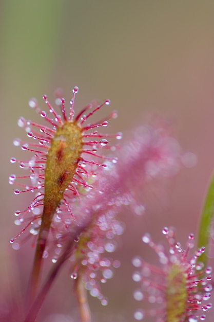 insectivorous plant in nature