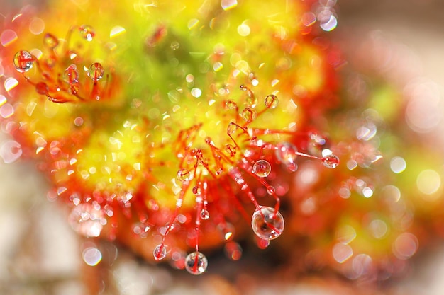 Insectivorous plants Drosera burmannii colorful plant in Phu Kradueng National Park, Thailand.