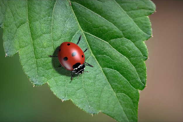 Insects are ladybugs 3d illustration