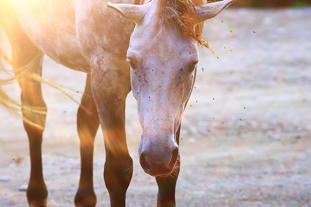 insects bite the horse, gadflies and flies attack the horse wildlife insect protection farm