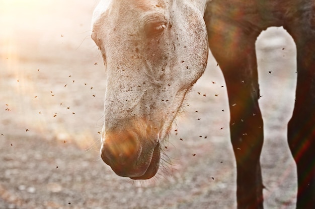 insects bite the horse, gadflies and flies attack the horse wildlife insect protection farm