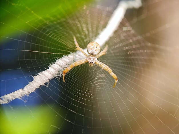 insects photography macro photography