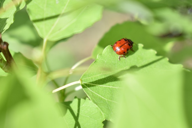 Insects on a tree branch in the forest