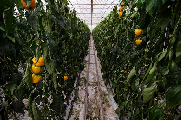 Inside a modern greenhouse, sweet bell pepper is grown