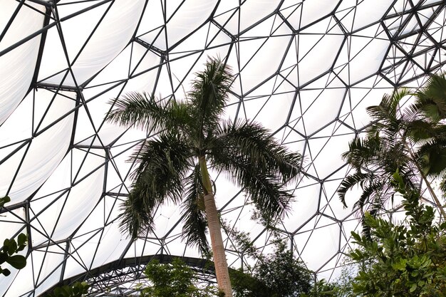 Inside a Modern Greenhouse with Palm Trees at Eden Project in Cornwall UK