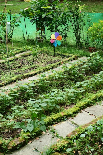 Inside of a vegetable garden in singapore