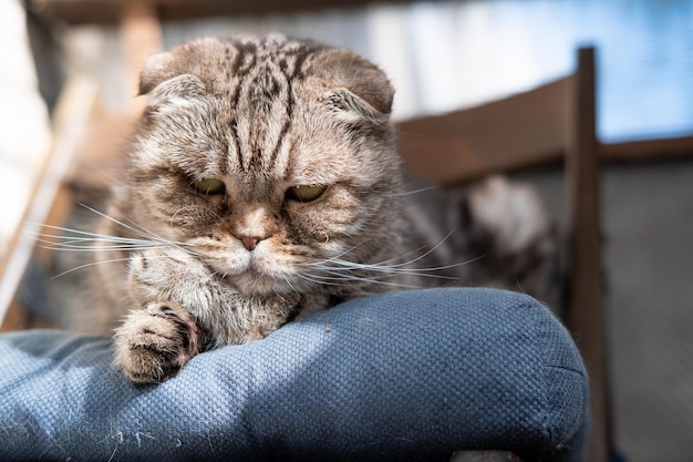 Interested cat Scottish Fold lies on a padded ottoman in a chair and stares intently