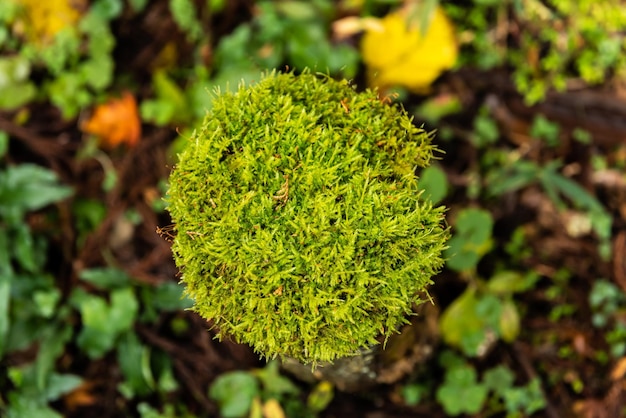 Interesting top view of a very green moss in dense clumps on tree stump.