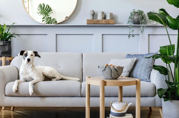 Interior design of living room with stylish grey sofa coffee table tropical plant mirror decoration pillows and elegant personal accessories in home decor Beautiful dog lying on the couch