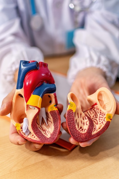 Interior of human heart Anatomical structure physiology of the heart