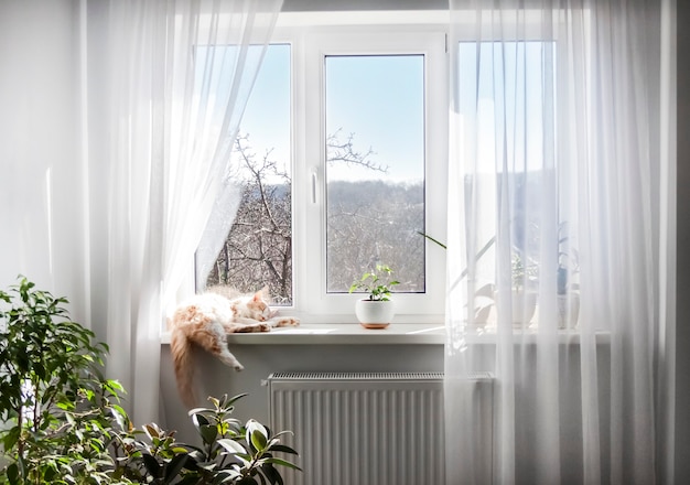 The interior of the living room in light colors. Window with white tulle and sleeping cat on windowsill