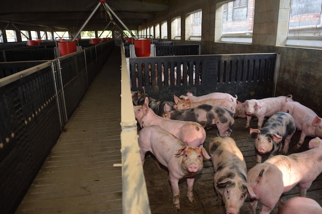 Interior of a pig farm