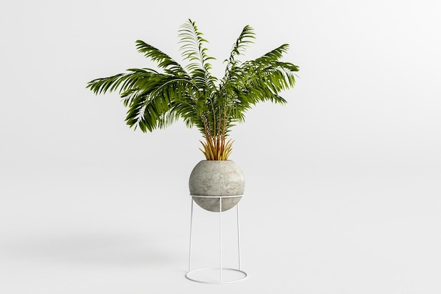 Interior plant in vase on white background