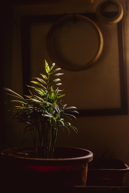 Interior with tropical plant in dark tones.