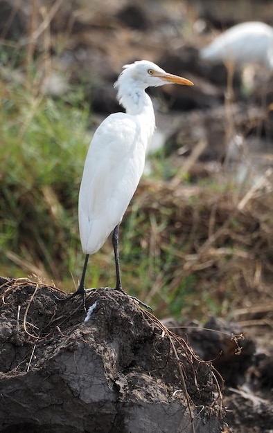 Intermediate Egret birds in the swamp