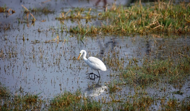 Intermediate egret fishing in a pond in India