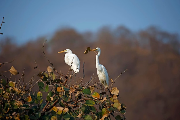 Intermediate egrets collecting nest materials