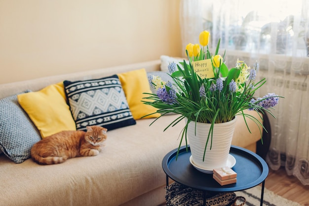 International Womens Day 8 March present Pot with blooming spring yellow and blue flowers and greeting card put at home with gift box Holiday surprise