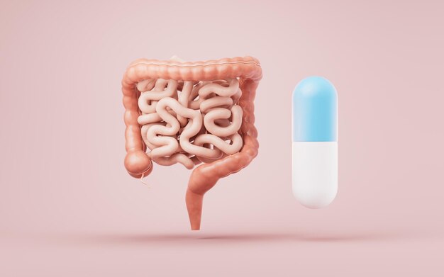 Photo intestinal tract with digestive health concept 3d rendering