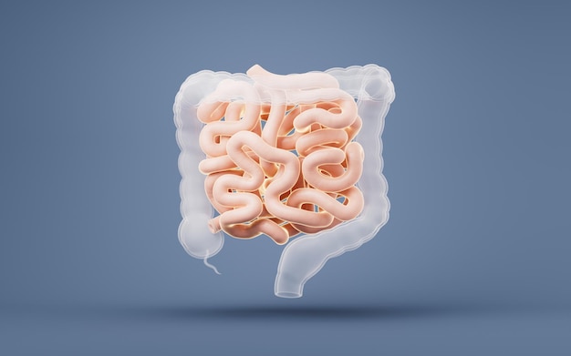 Intestinal tract with digestive health concept 3d rendering