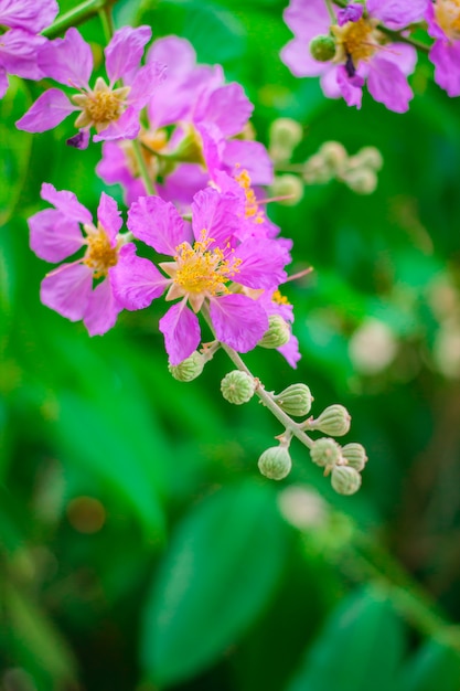 Inthanin, Queen's flower, large tree with beautiful purple flowers.