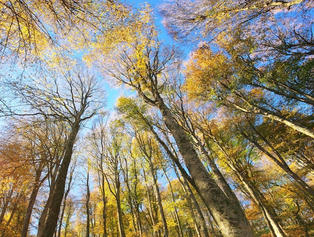 Into the autumn forest Nature composition