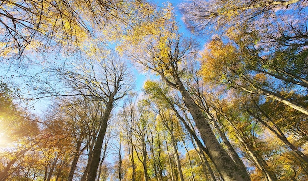 Into the autumn forest Nature composition