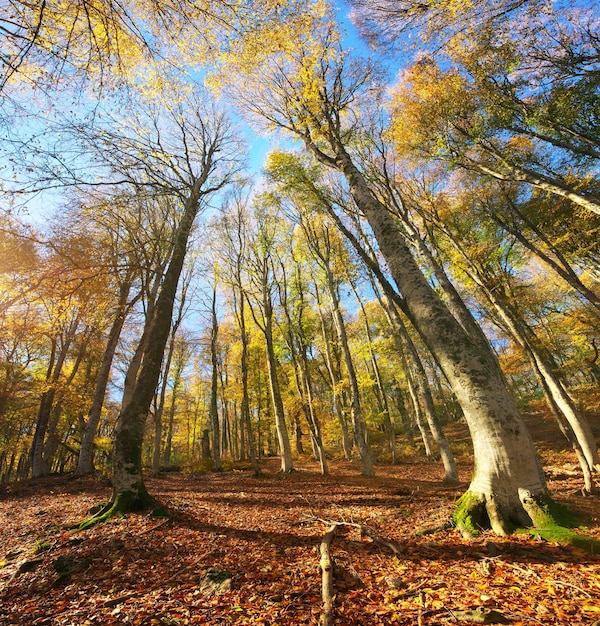 Into the autumn forest