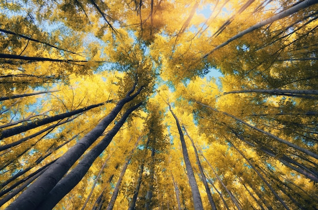 Into the Infrared forest. Nature composition.