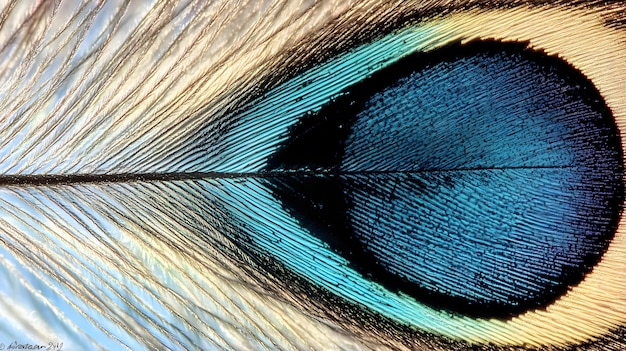 Photo the intricate pattern of a peacock feather natural beauty abstract texture