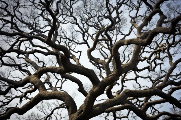 Intricate tree branches against sky