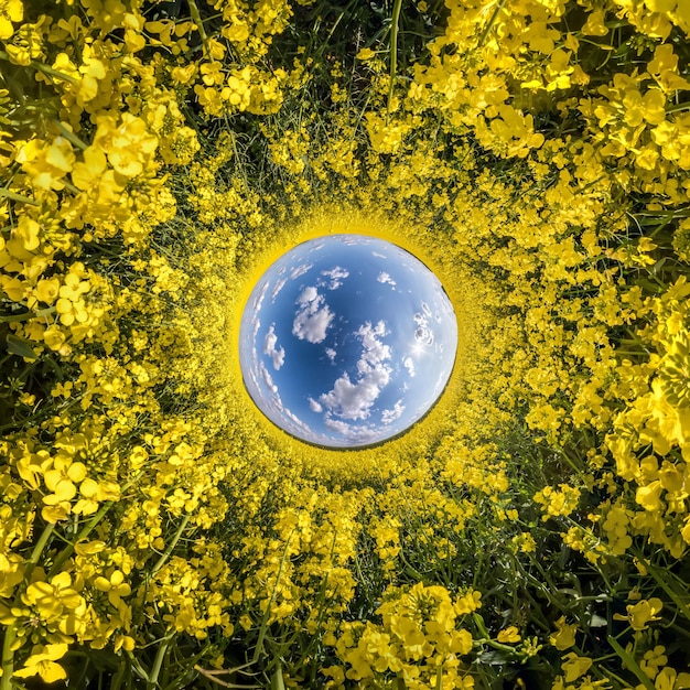 Inversion of Little planet transformation of spherical panorama 360 degrees Spherical abstract aerial view in rapeseed field with awesome beautiful clouds Curvature of space