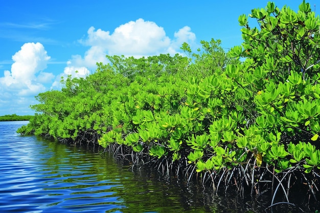 Investigating the vulnerability of mangrove ecosys generative ai