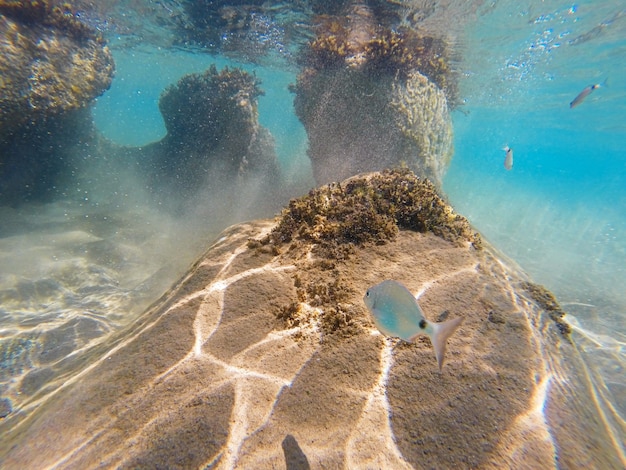 Ionian sea underwater view with saddled seabreams