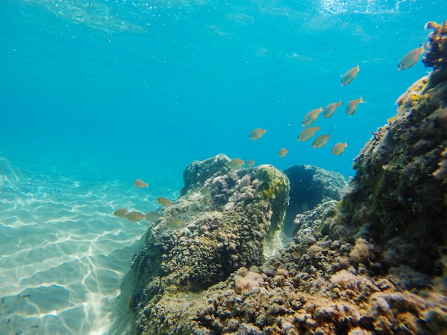 Ionian sea underwater view