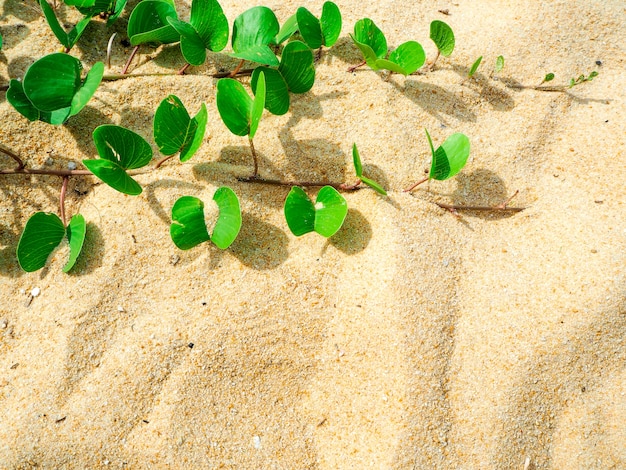 Ipomoea pes-caprae on sand beautiful beach in morning and copy space background.