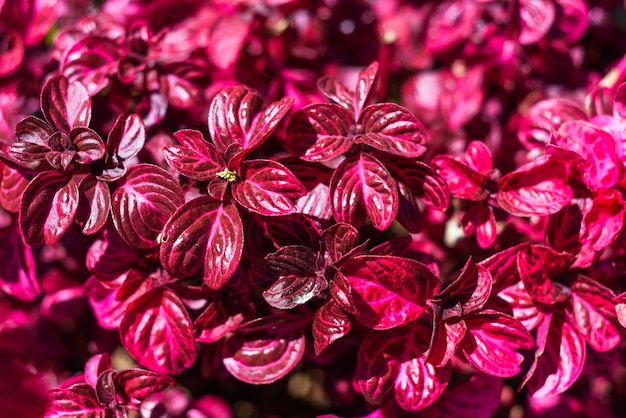 Iresine flowers or Bloodleaf plant growing in Da Lat Vietnam