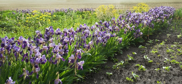 Irideae Purple irises in the garden in spring sunny day