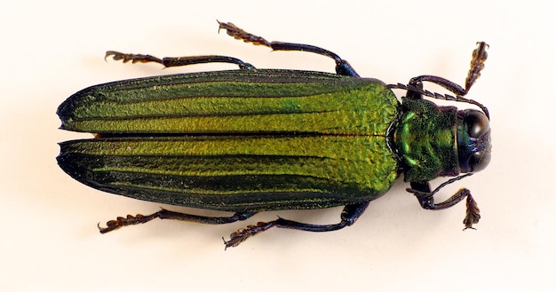 Iridescent green jewel beetle Demochroa detanii from Indonesia. Buprestidae. Coleoptera