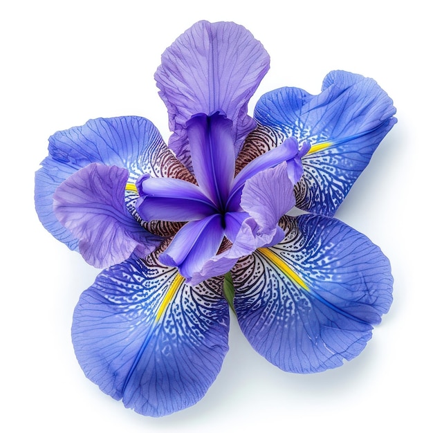 Iris bloom flower purple petal