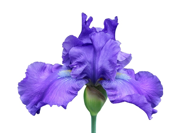 Iris closeup isolated flower on white background