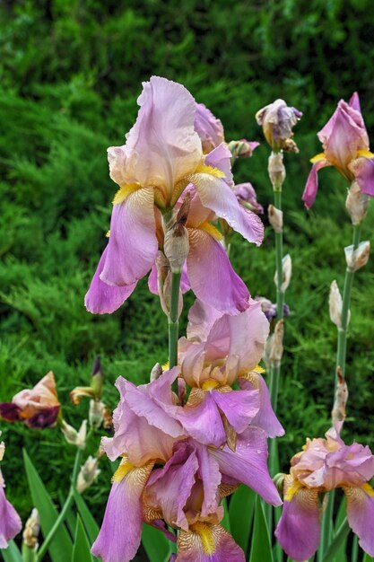 Iris Earl of Essex flower on green leaves background